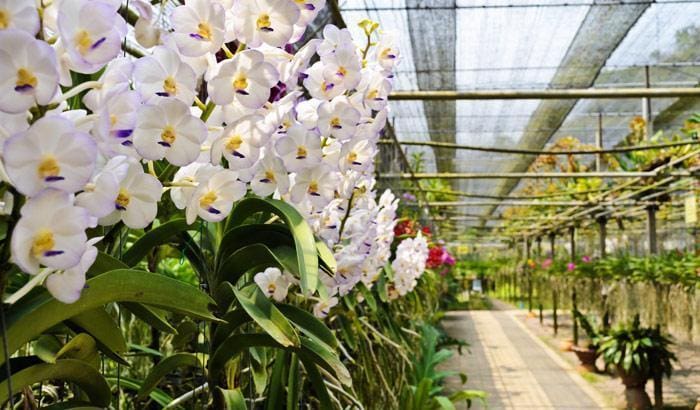 Phuket Orchid Farm Rawaii